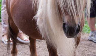 Il pony Cesare